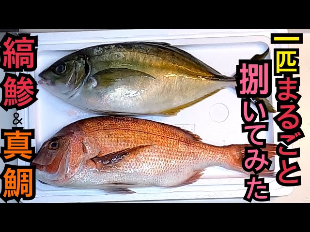 ふるさと納税直送のしまあじ・真鯛を1匹丸ごとさばいた体験談