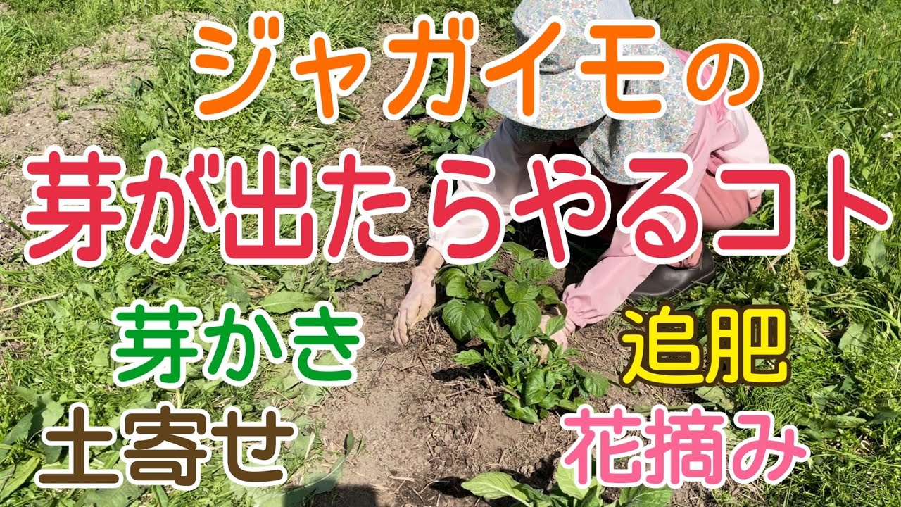 ジャガイモ栽培の芽かき・土寄せ・追肥のコツと時期を解説